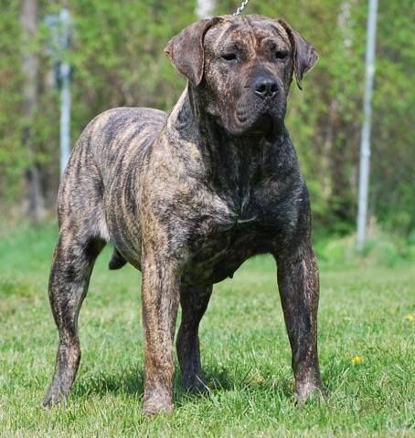 presa canario