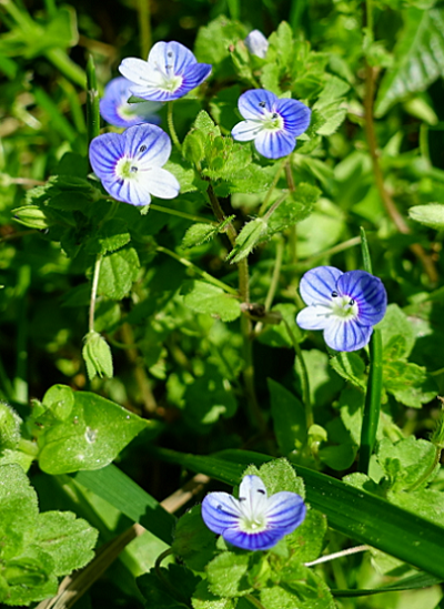 Veronica Persica